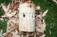 /album/bubienky/bonecek-jpg/